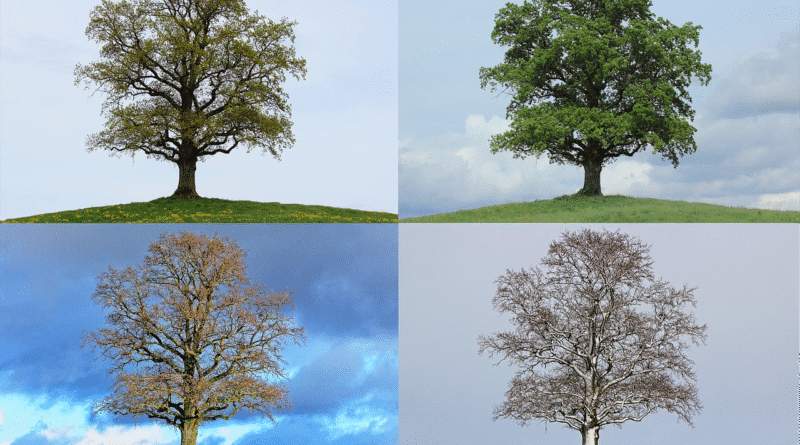 Arvor en las Estaciones del Año